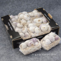 Ventes chaudes Solo Garlic